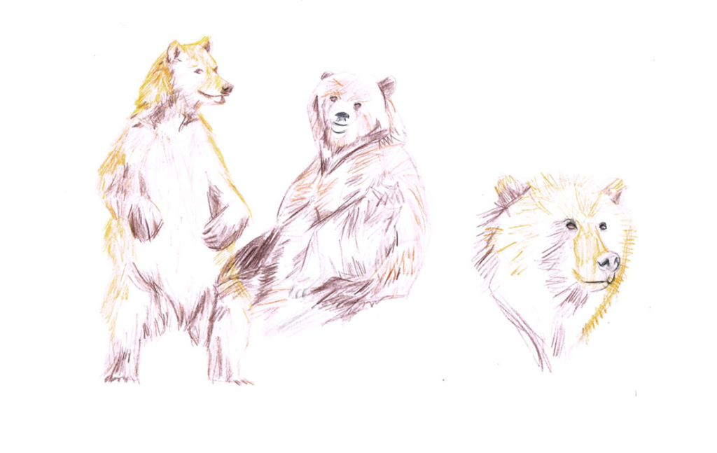 ilustratour premio plum pudding grizzly bear ganadora 2015 maverick sketch animal oso garabato doodle sketchbook